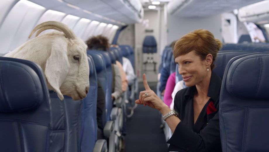 Delta rep 'Deltalina' cautions a goat that self-upgrades to premium economy will not be allowed