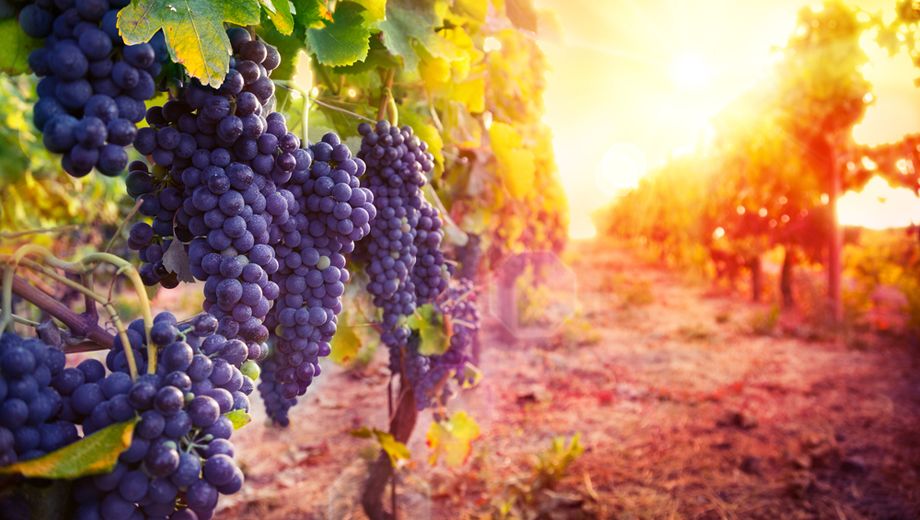Grape escapes: six lesser-known wine destinations worth visiting