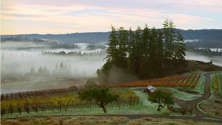 Why California's West Sonoma Coast is a sweet spot for pinot noir