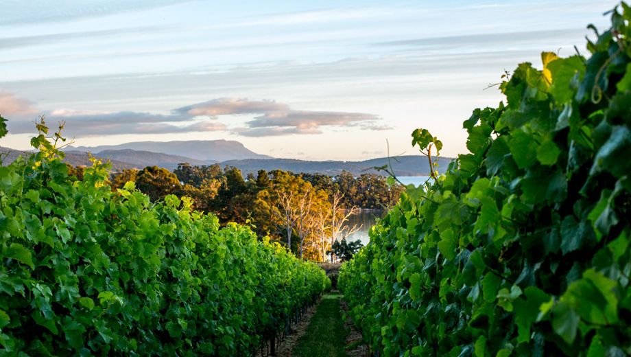 Tasmania's cool climate makes it a hot spot for boutique wineries