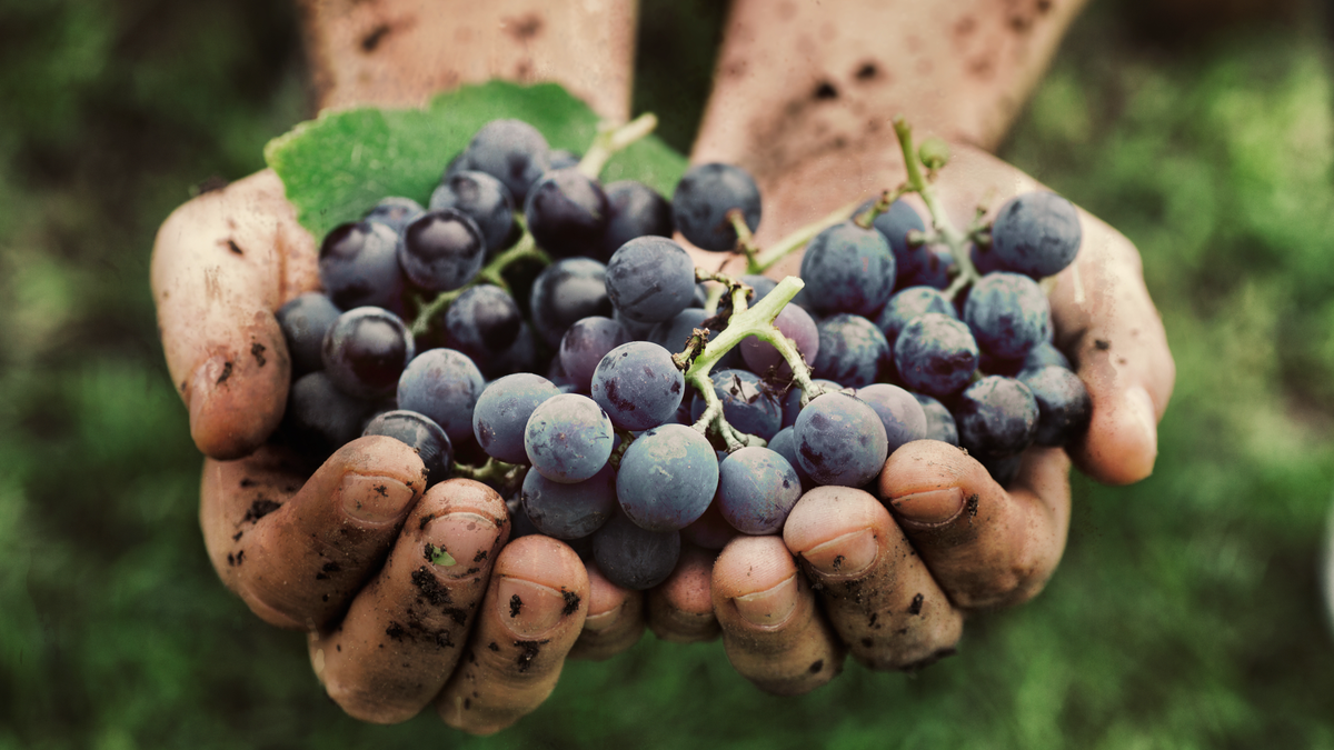 Grape expectations for the year ahead
