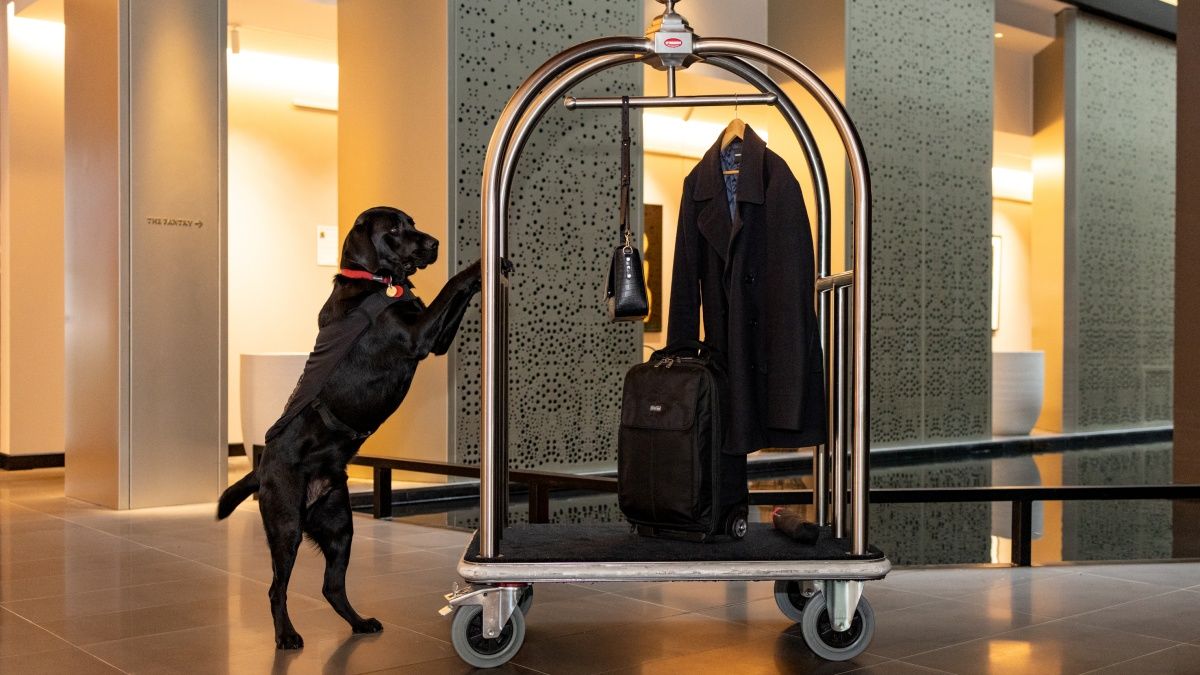 These hotel ‘ambassadogs’ greet guests with wet-nosed affection