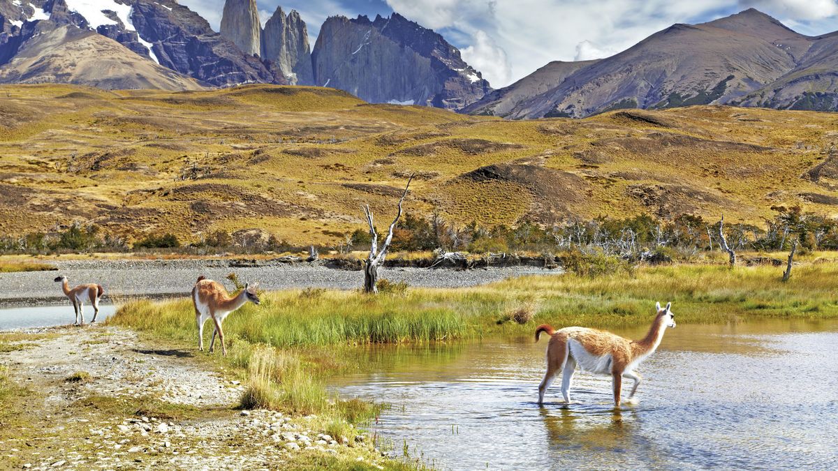 Discover Chile’s wild side with Scenic Discovery Yachts