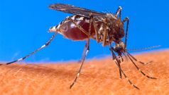 Travellers risk diseases by skipping jabs