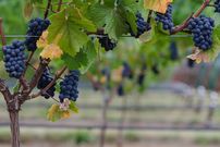 Where to find some of the world's best pinot noir
