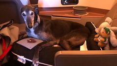 This dog flew SQ business class from Sydney to Italy