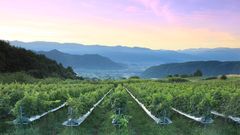 A guide to Japan’s secret wine region, just outside Tokyo