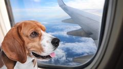 Qantas says it won&rsquo;t let dogs, cats fly in the cabin