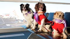 Virgin to launch pet-friendly flights by December