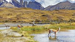 Discover Chile&rsquo;s wild side with Scenic Discovery Yachts