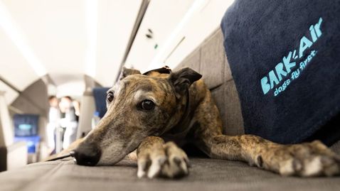 On a Gulfstream private jet, Bark Air gives the VIP treatment