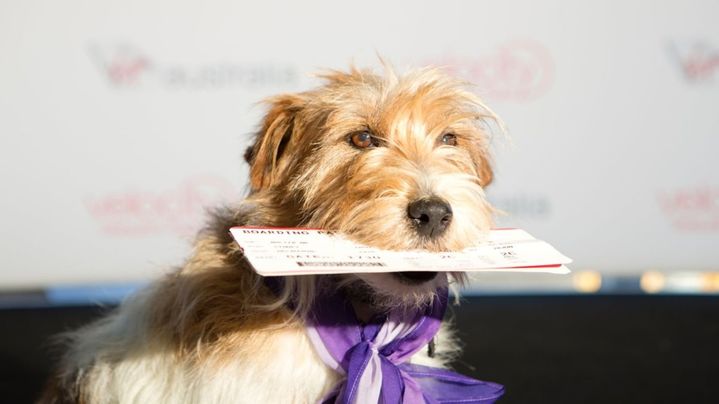 Airlines slow to allow pets in Australian aircraft cabins