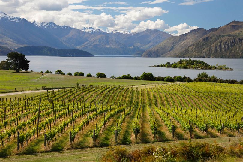 Vines at Rippon Vineyard on Lake Wanaka, Wanaka, Otago