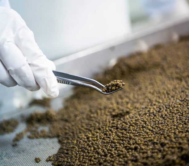 Caviar processing is a delicate procedure