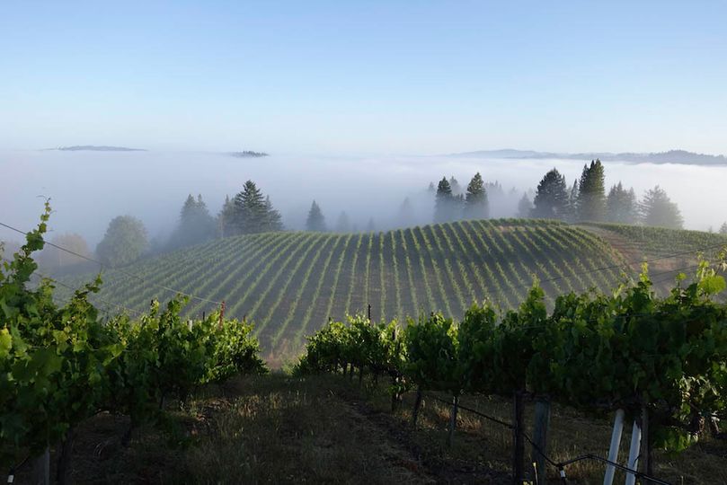 Hirsch Vineyards, in West Sonoma