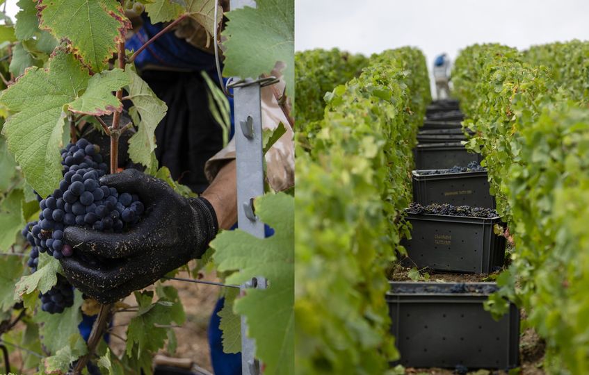 Its vineyards currently comprise 50 percent pinot noir grapes, 35 percent chardonnay and 15 percent pinot meunier, with an average vine age of 24 years and the oldest dating back to the first half of the 1960s.