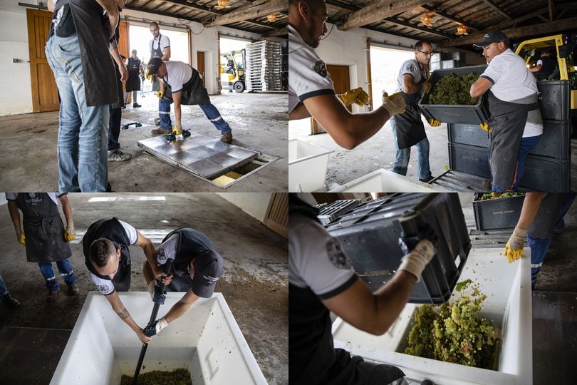 Workers unload crates of Chardonnay grapes into a wine press following harvest. The company's 288 hectares provides it with half of its grape needs, the remaining 50 percent comes from long-term contracts with other growers.