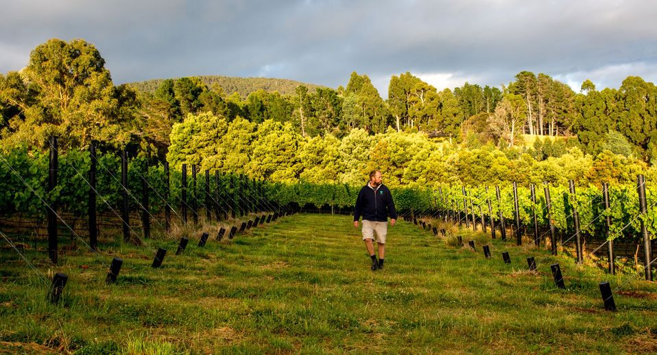 Jonny Hughes has transformed this former cherry orchard into Mewstone Wines