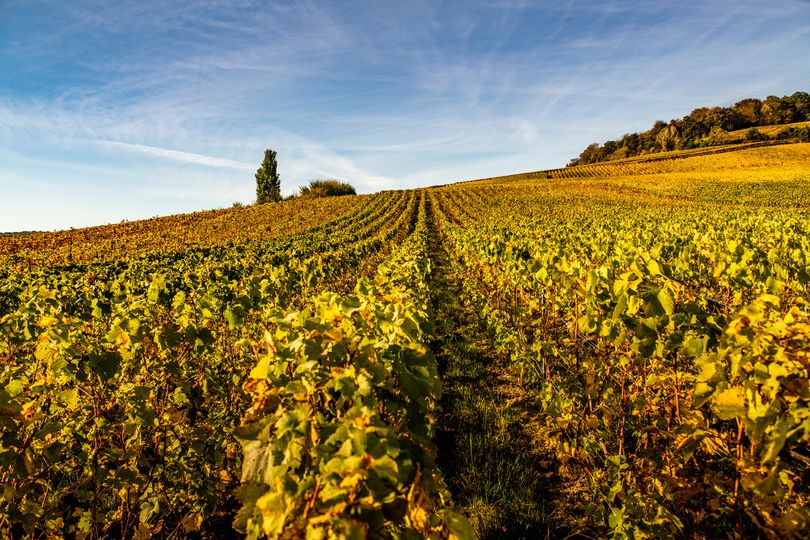 Penfolds' Peter Gago selected the 2012 vintage from Champagne House Thiénot's lush vineyards.