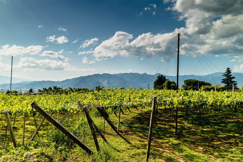 Wine tours to Yamanashi from Tokyo are an easy day or weekend trip.