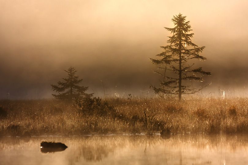 A peat bog forms a visceral connection from the earth to a smoky Scotch whisky.