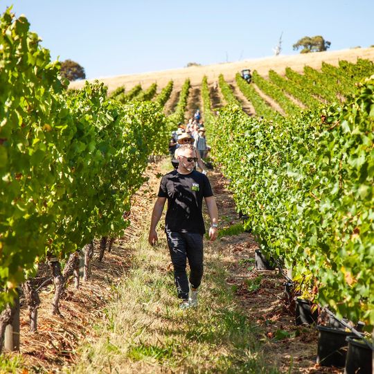 Justin Dry's personal faves from the Vinomofo roster include cool-climate Chardonnay and Pinot Noir from the Yarra Valley, Adelaide Hills and Tasmania.