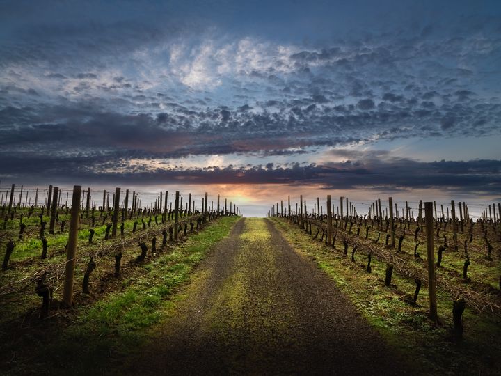 Beaux Freres was founded on the long-held tenets of great pinot noir.