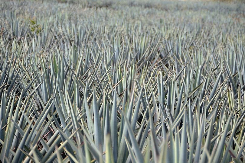 The razor-sharp leaves protect their bounty well from the mezcaleros.