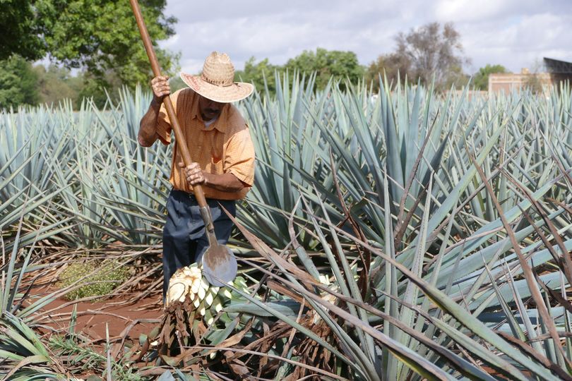Shaving leaves off the pina, the heart of an agave plant.