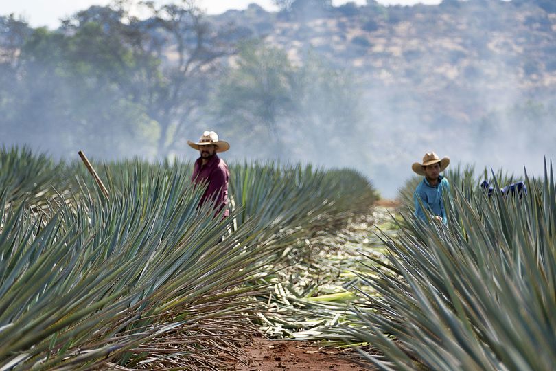 The harvesting of agave plants is hot, hard work in the baking Mexican sun.