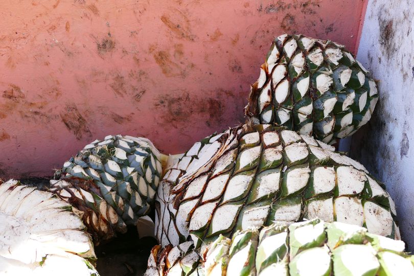 Harvested agave hearts are stored, ready for crushing.