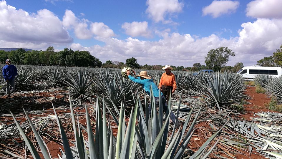 Mezcaleros work in the field to harvest the heart of the agave plant.