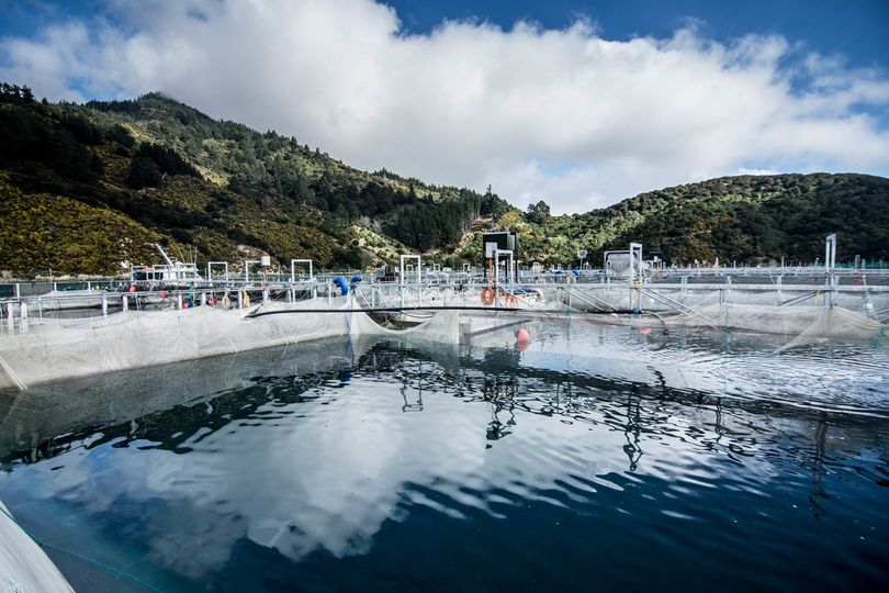 New Zealand King Salmon Co.’s pens in Marlborough Sounds.