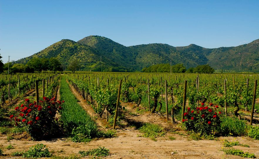 Vineyards of the Maipo Valley have great wine production and lie close to Santiago.