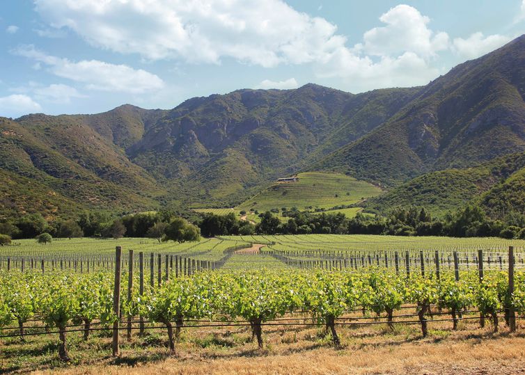 Seña Vineyard, owned by Viña Errazuriz.