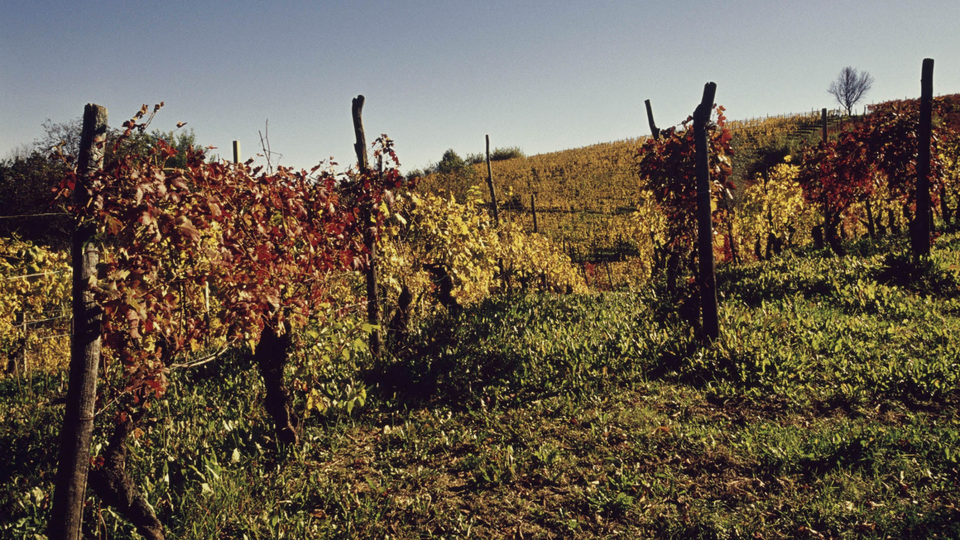Vineyards over the hills between Acqui Terme and Nizza Monferrato, Piedmont, Italy.