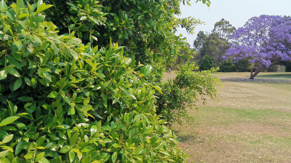 One of the HUAWEI P30 Pro's AI-assisted modes is optimised for greenery.