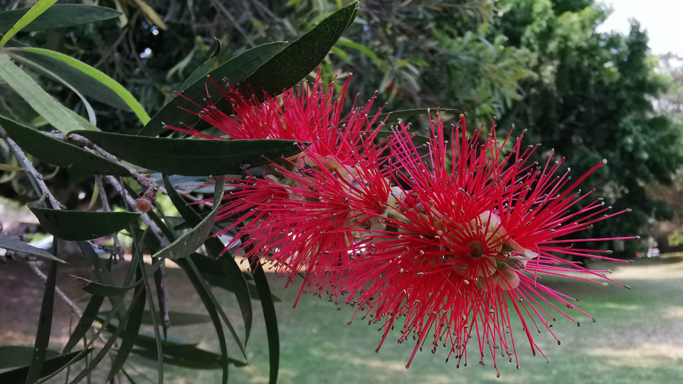 'Super macro' mode makes for sharp and steady close-up images.