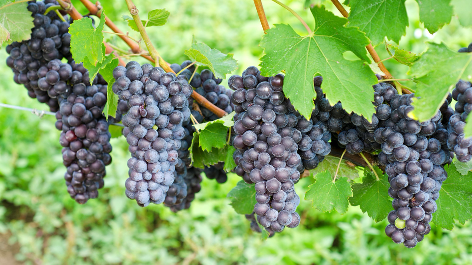 The nebbiolo grape produces wine that can age for an incredibly long time.