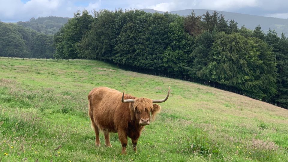 Highland cattle, known colloquially as 'heilan coo'.