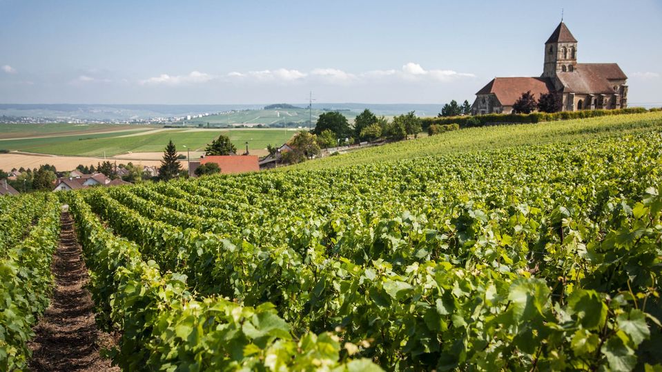A vineyard at Bollinger’s headquarters in Ay, France.. Champagne Bollinger