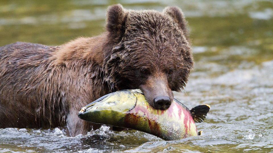 Great Bear Lodge