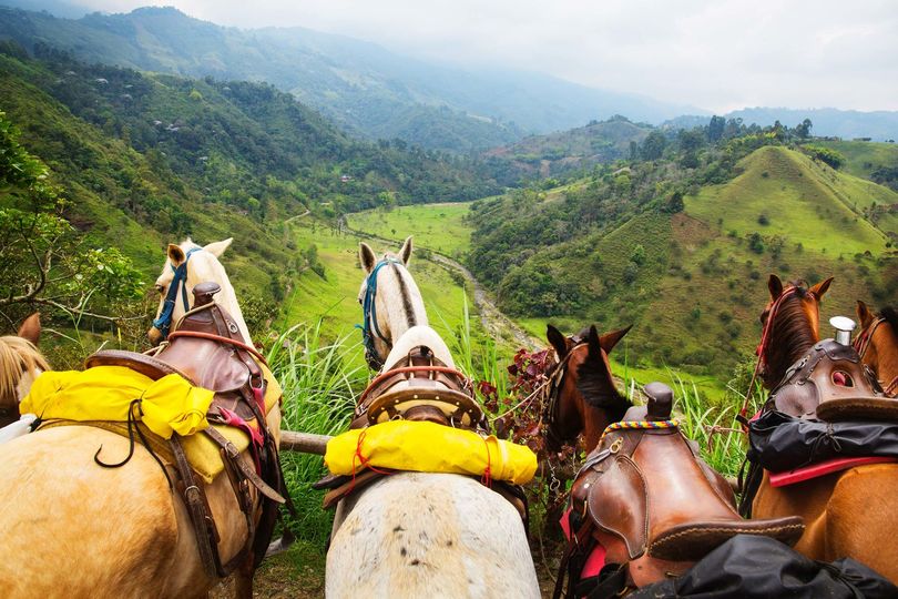 Horses rest in the countryside outside the coffee-growing town of Salento.