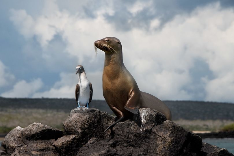 A blue-footed booby and seal make friends in the Galápagos Islands.
