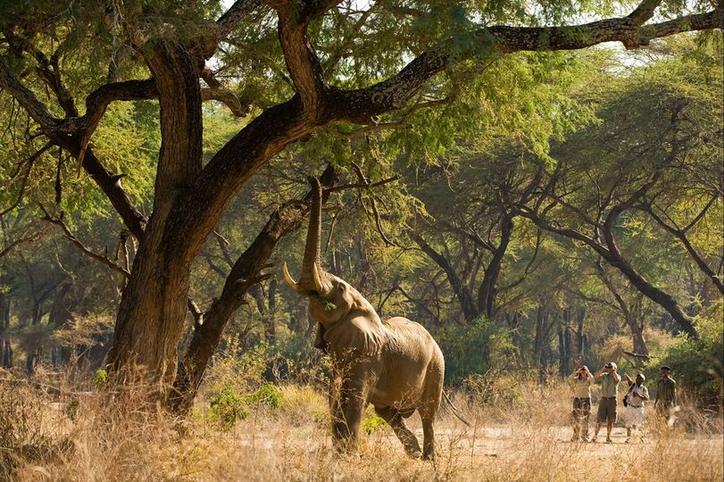 A family explores on foot in Liuwa Plain National Park.