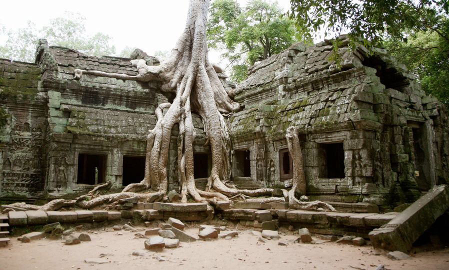 A tree grows over the ruins of Ta Prohm at Angkor Wat.