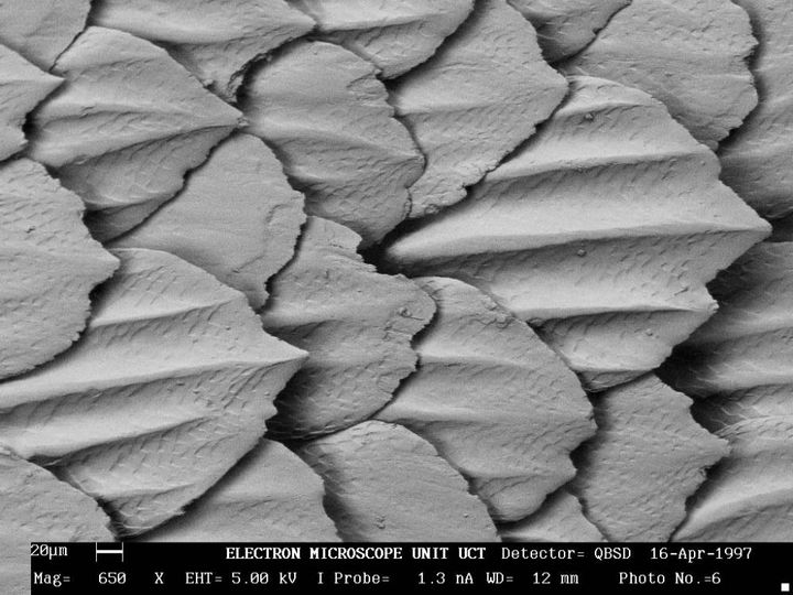 Shark skin has dermal denticles, pictured here under a microscope. © Trevor Sewell/Electron Microscope Unit, University of Cape Town