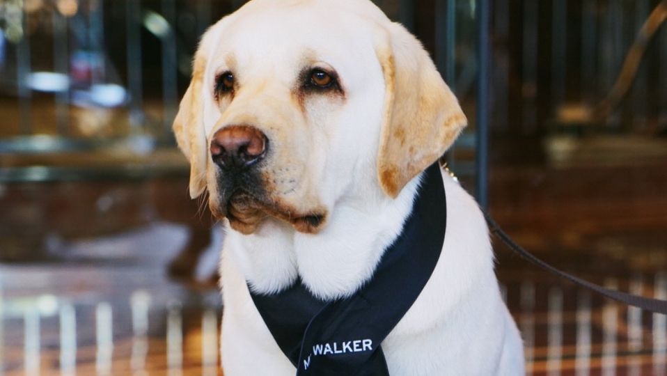 Mr Walker is perhaps the most popular employee at Park Hyatt Melbourne