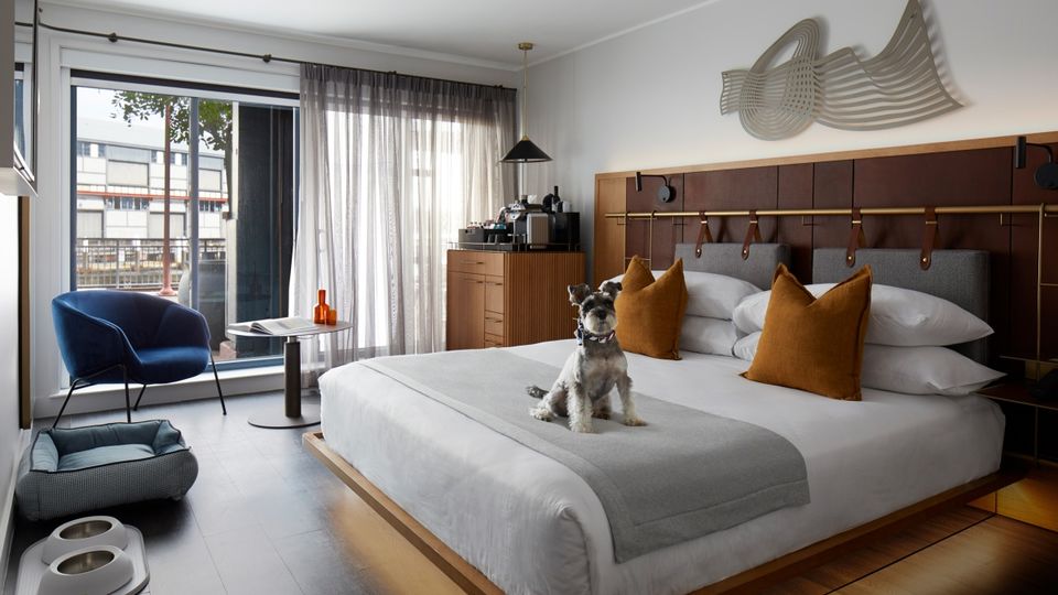 Bea is a connoisseur of canine comfort at Pier One Sydney Harbour
