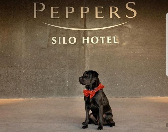 Archie keeps a close watch on Peppers Silo Hotel Launceston